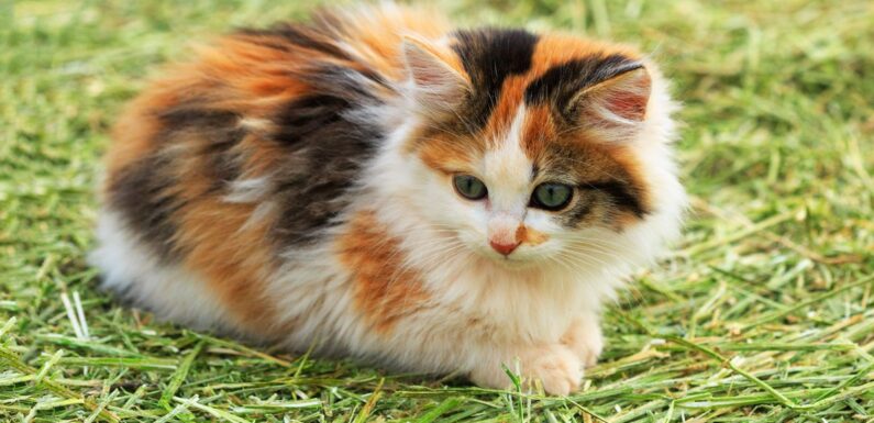 ФОТО: Трехцветные кошки