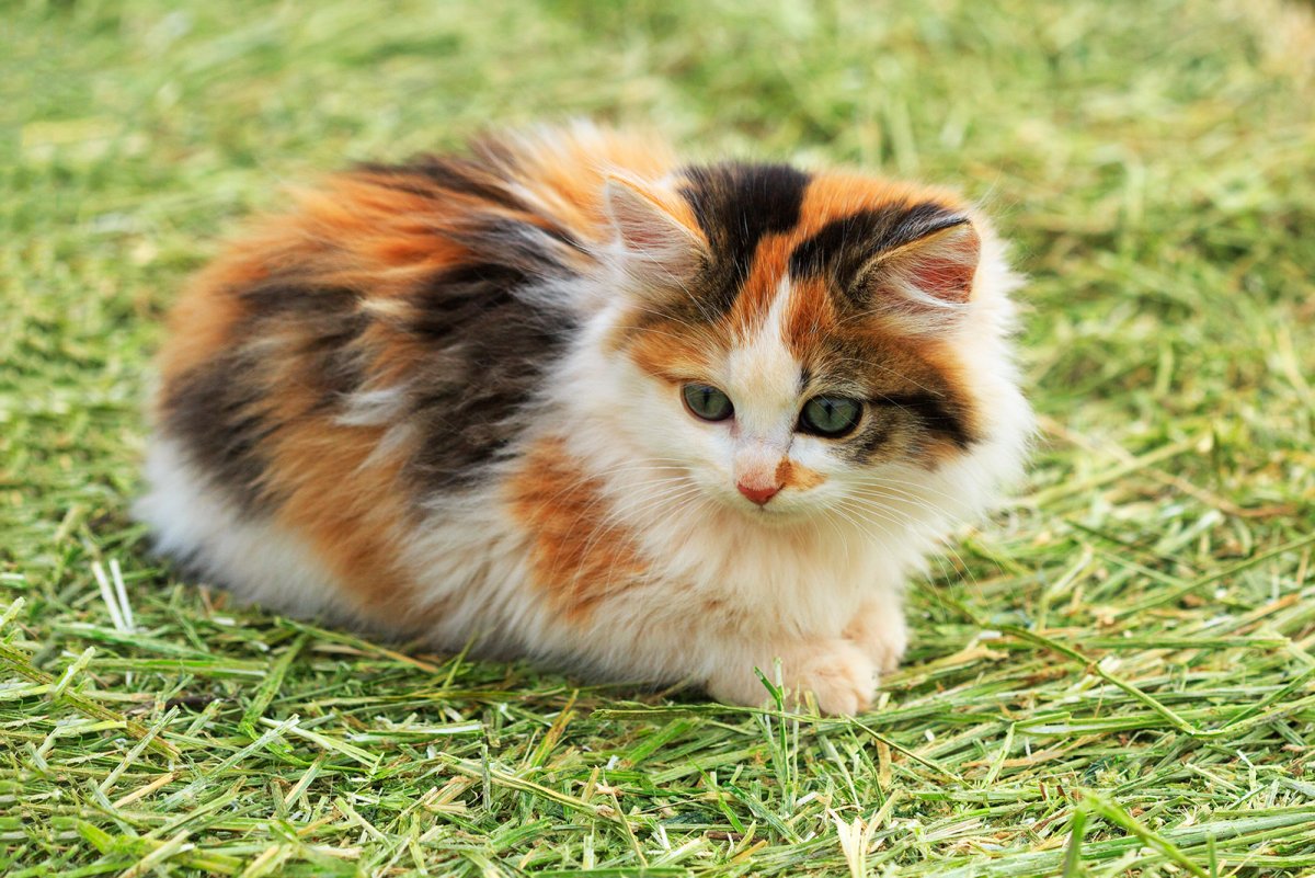 ФОТО: Трехцветные кошки 1
