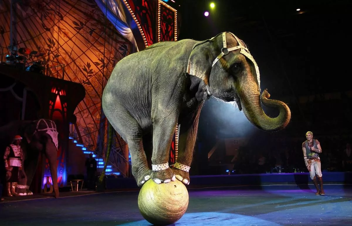 Слон в цирке - фото и картинки 4