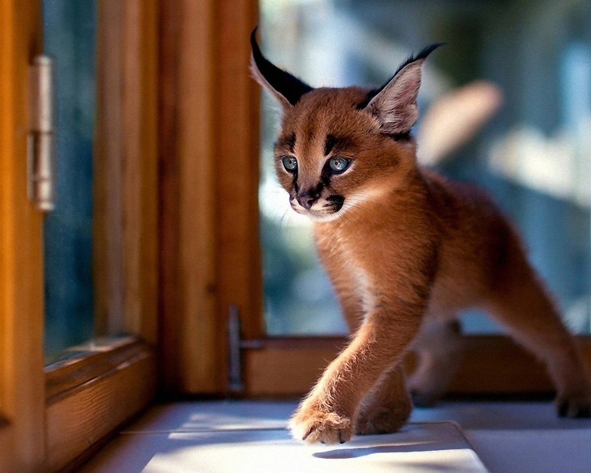 ФОТО: Самая маленькая кошка в мире 4
