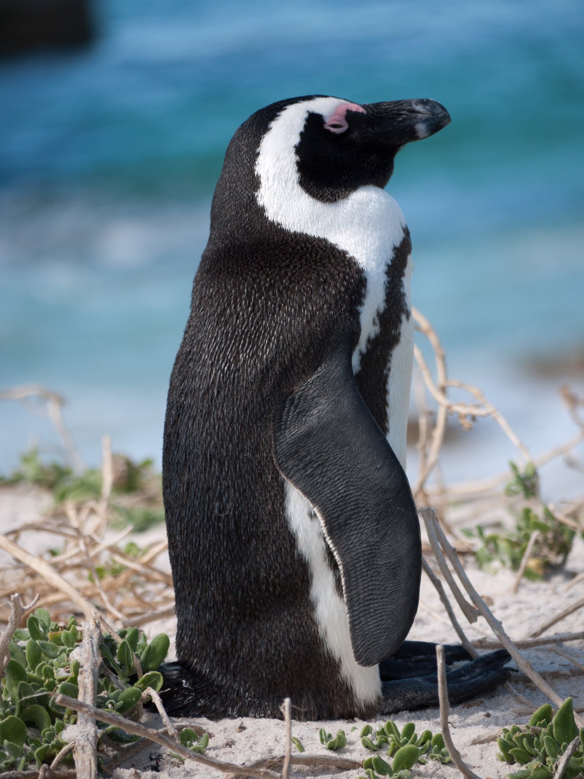 Очковый Пингвин - фотографии 2