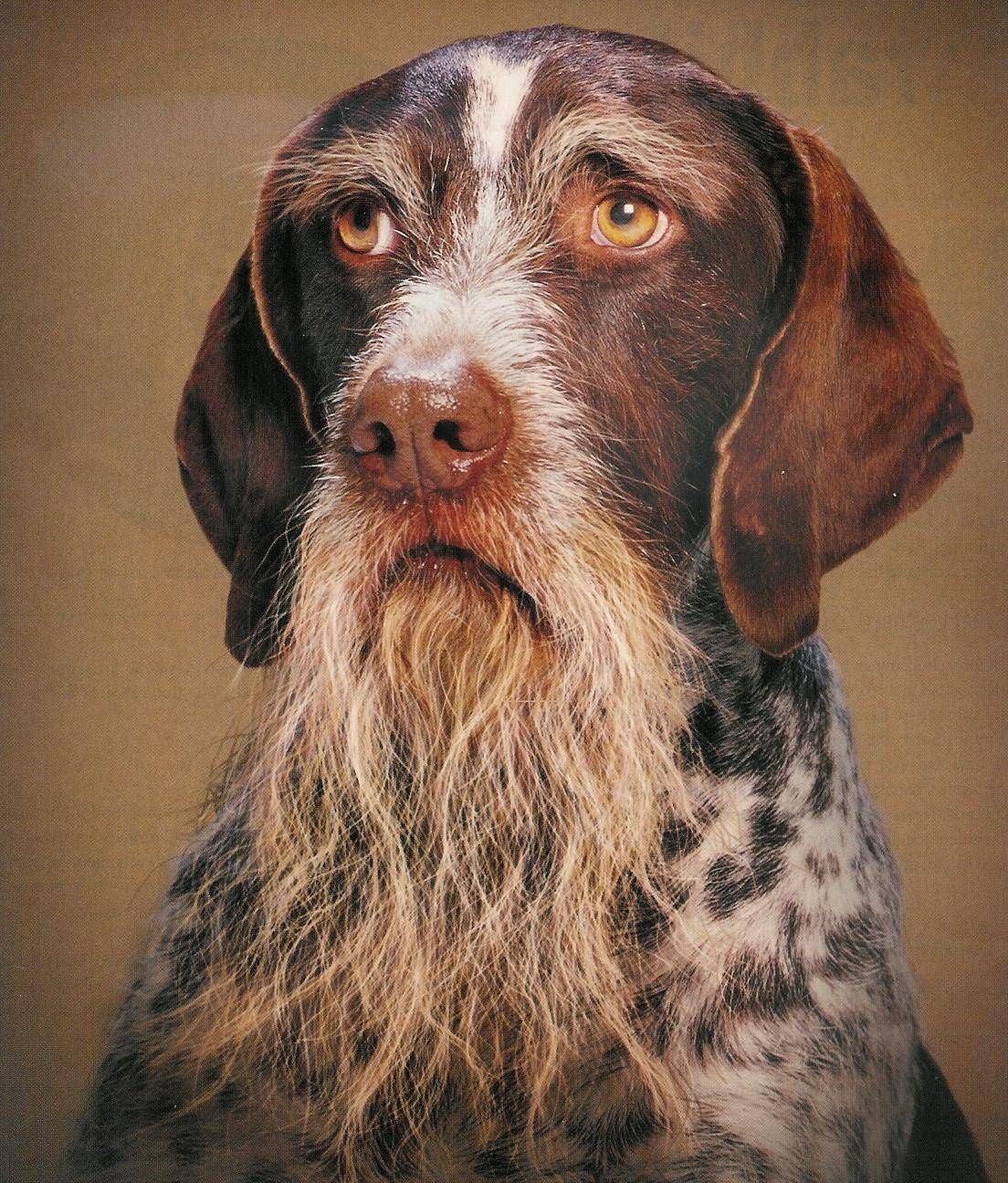 ФОТО: Собака с бородой 3