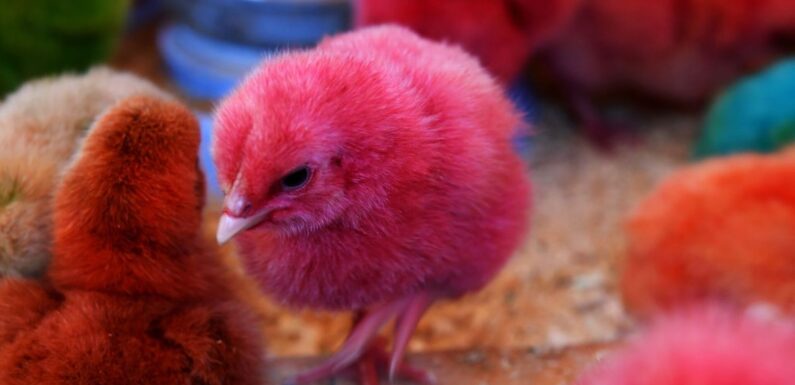 ФОТО: Крашеные цыплята