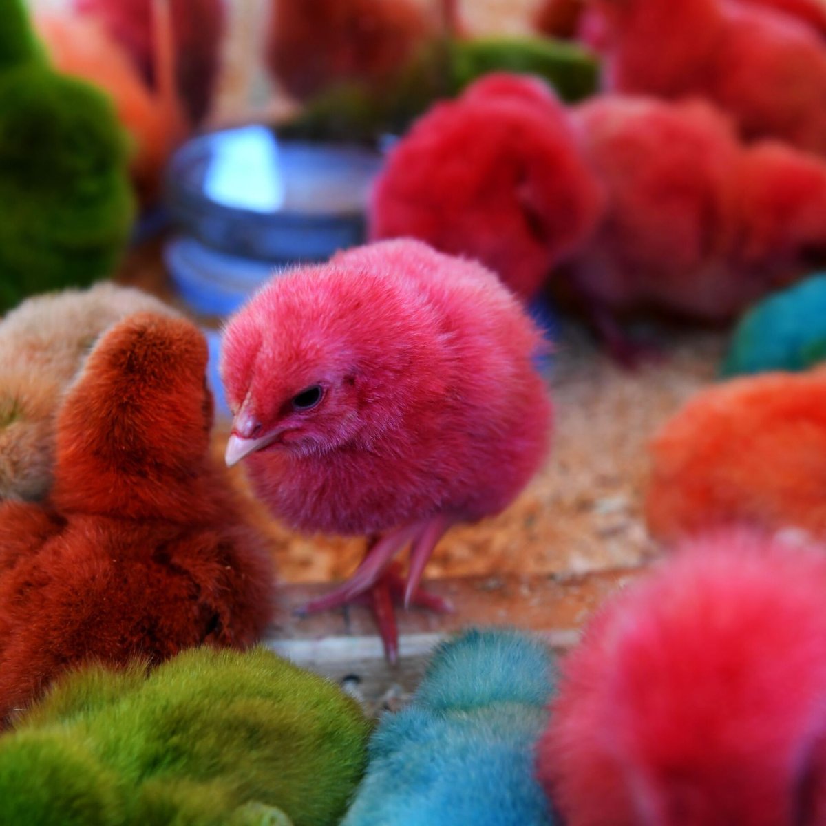 ФОТО: Крашеные цыплята 1