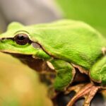 ФОТО: Зеленая лягушка 38 открытки