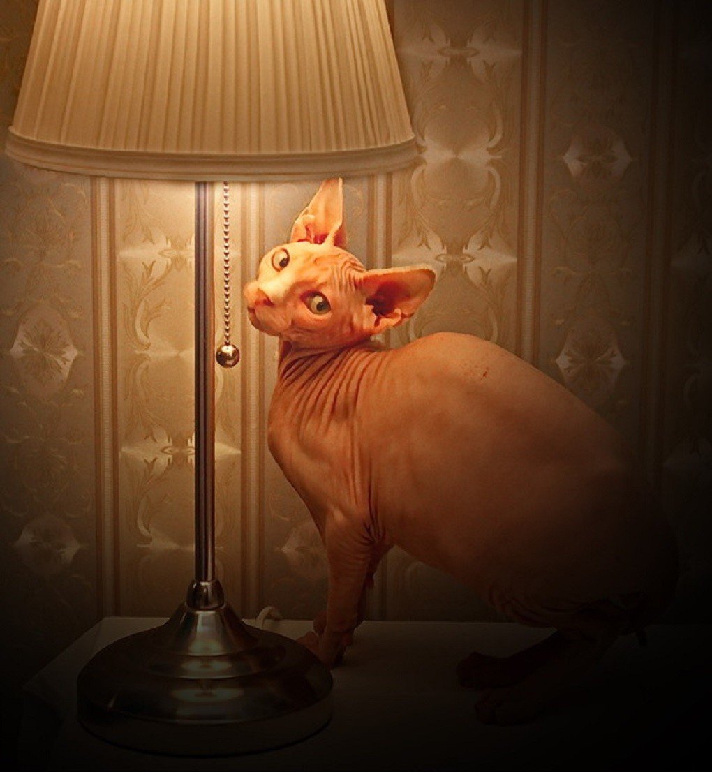 ФОТО: Кот с лампой 7
