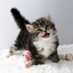ФОТО: Сибирские котята 6 открытки