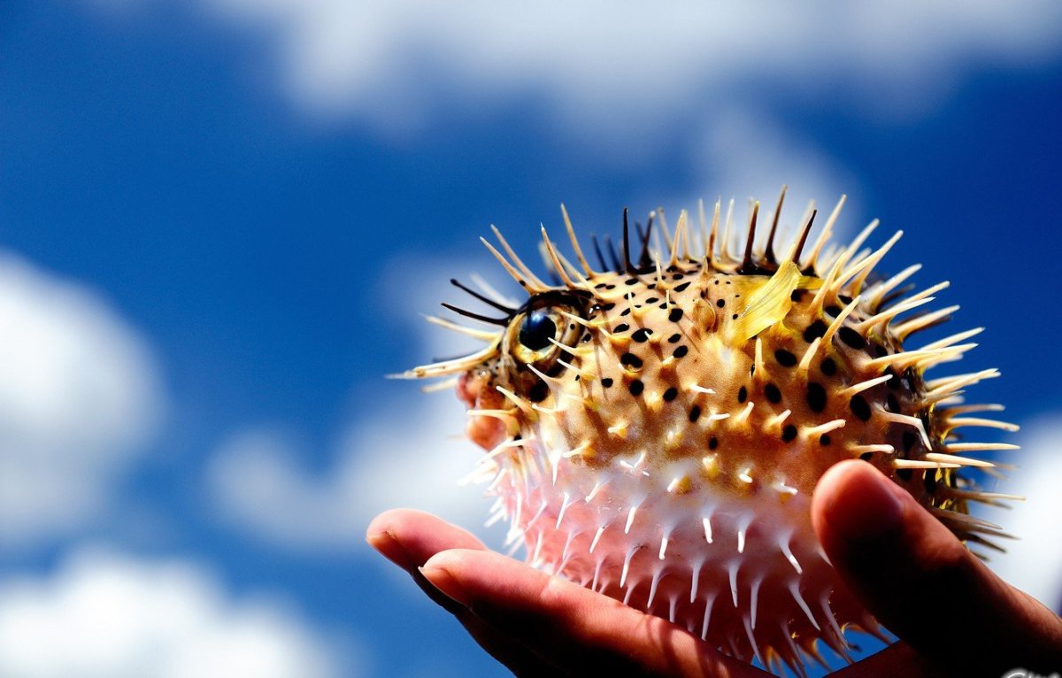 ФОТО: Рыба шар с колючками 5