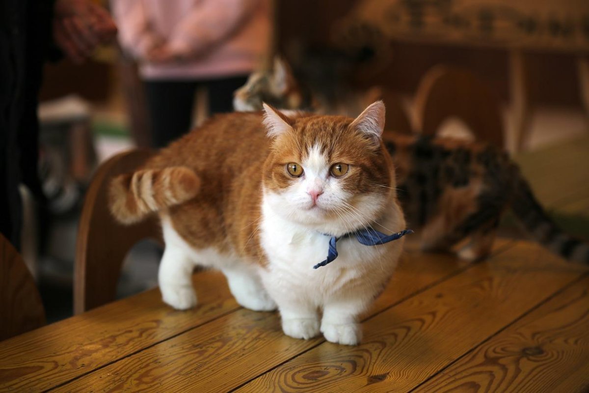 ФОТО: Манчкины кошки 5