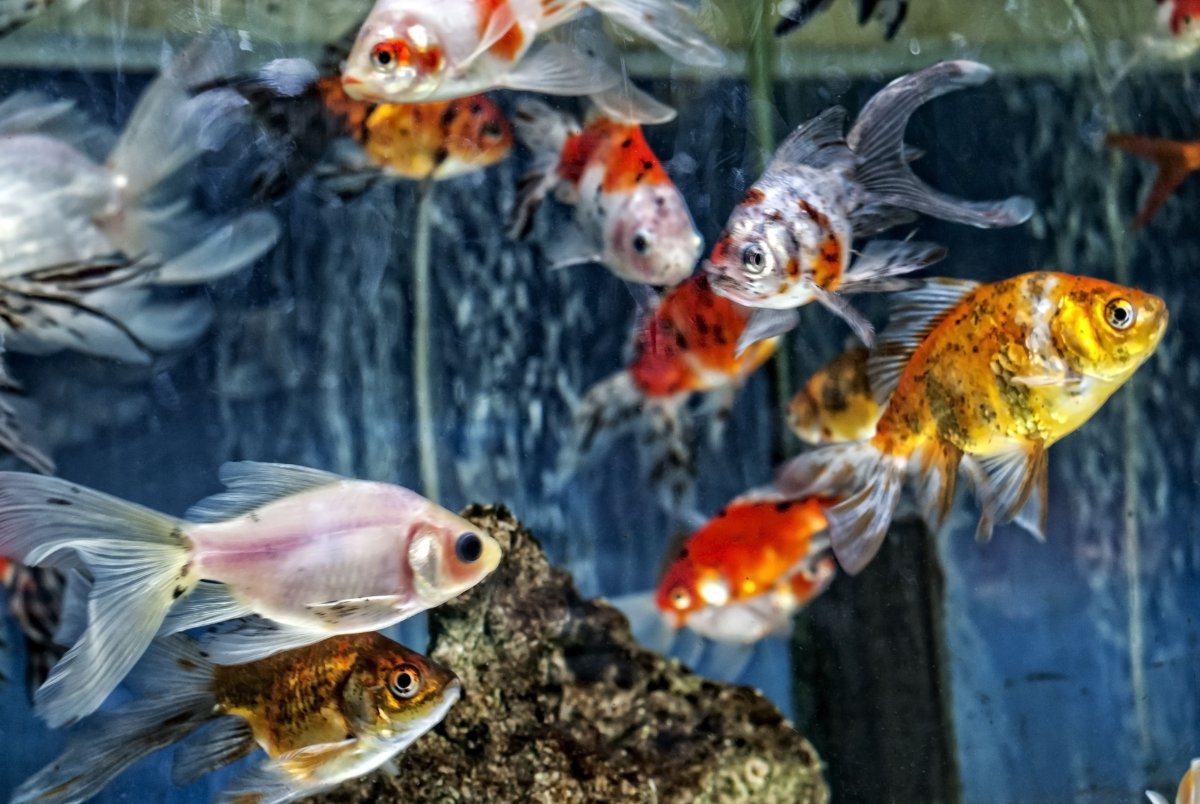 ФОТО: Аквариумные рыбки 8