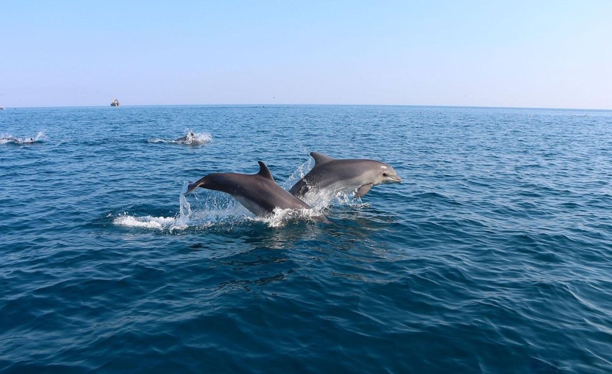 ФОТО: Дельфины черного моря 7