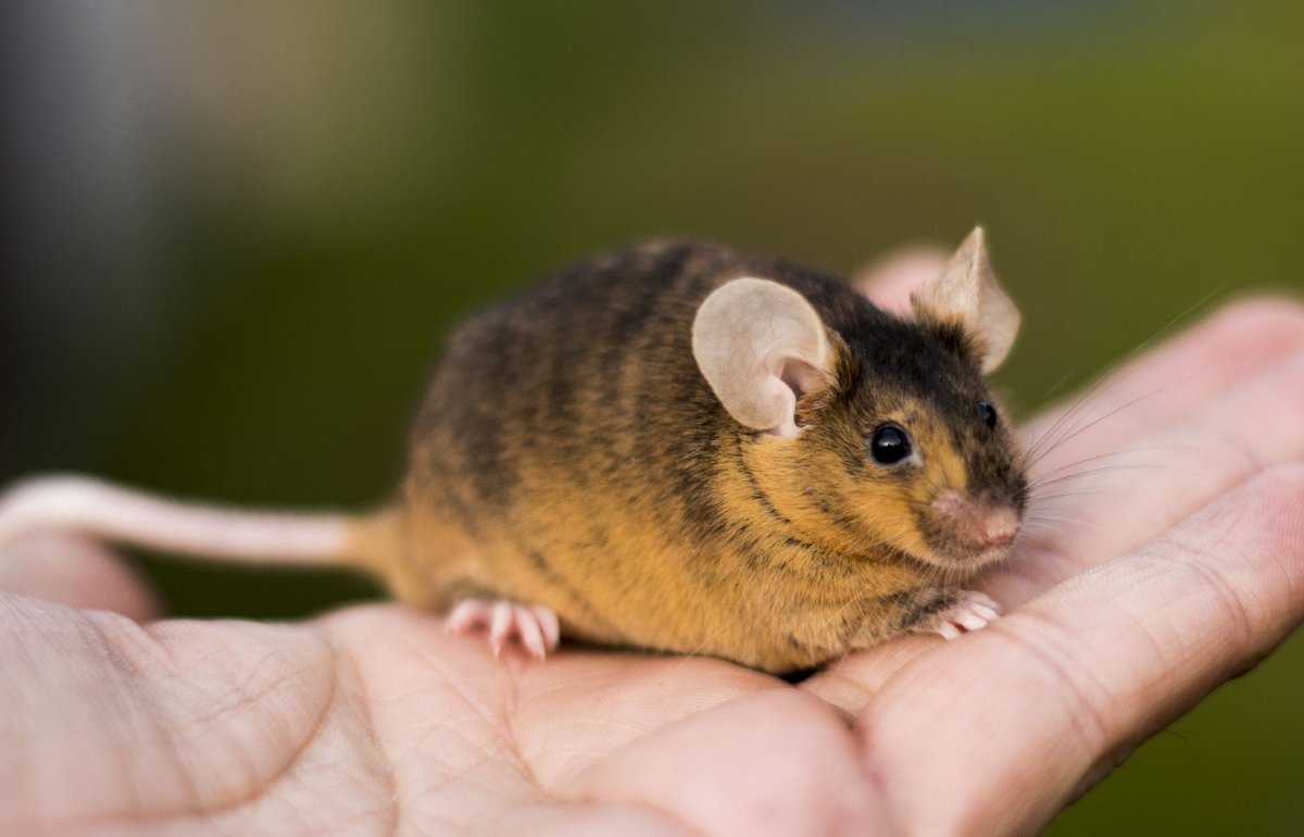 ФОТО: Сатиновая мышь 7