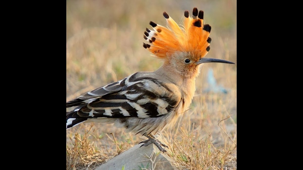 ФОТО: Птица с хохолком на голове 6