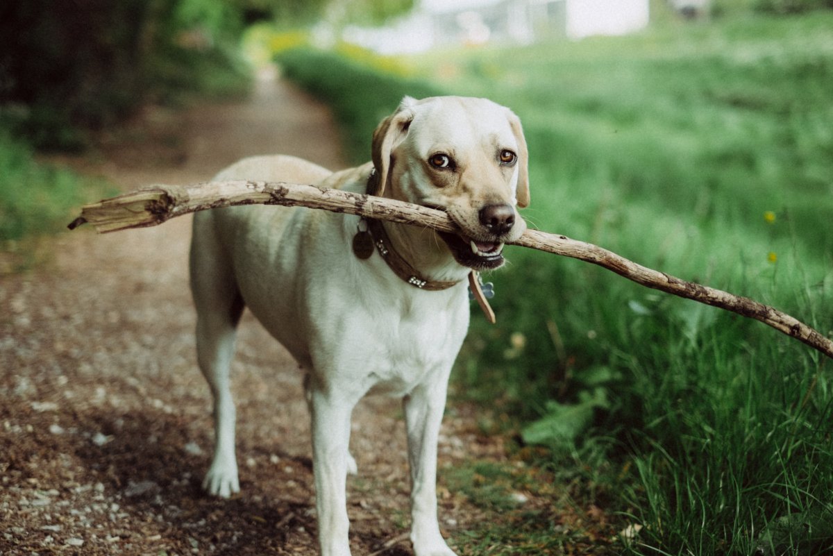 ФОТО: Собака славы мэрлоу 3