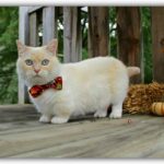 ФОТО: Коты с маленькими лапками 27 большие красивые попы