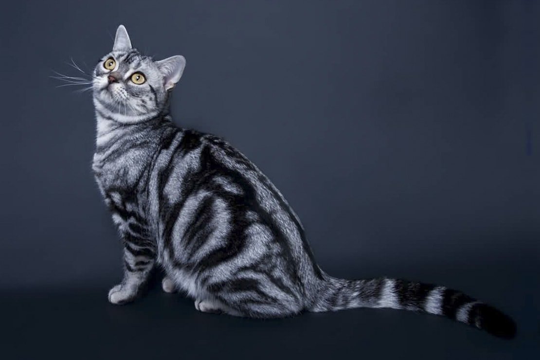ФОТО: Американская короткошерстная кошка 5