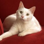 ФОТО: Анатолийская кошка 31 Харлей Дэвидсон