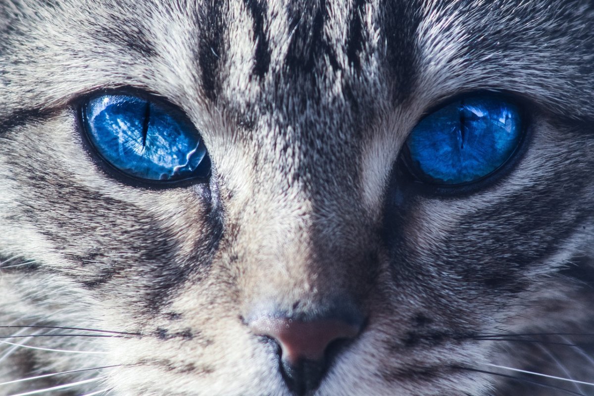 ФОТО: Самые красивые кошки 1