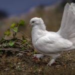 ФОТО: Белый голубь 25