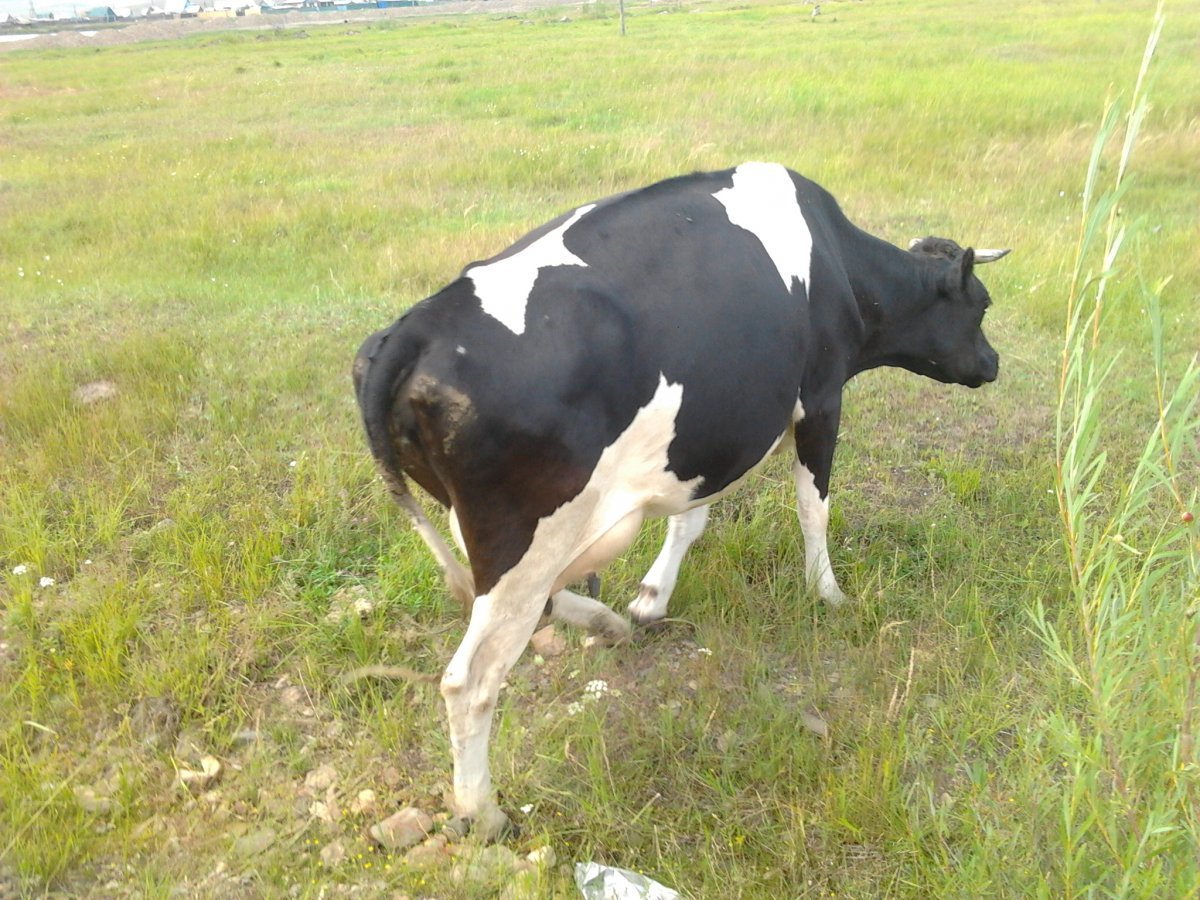 ФОТО: Холмогорская порода коров 2
