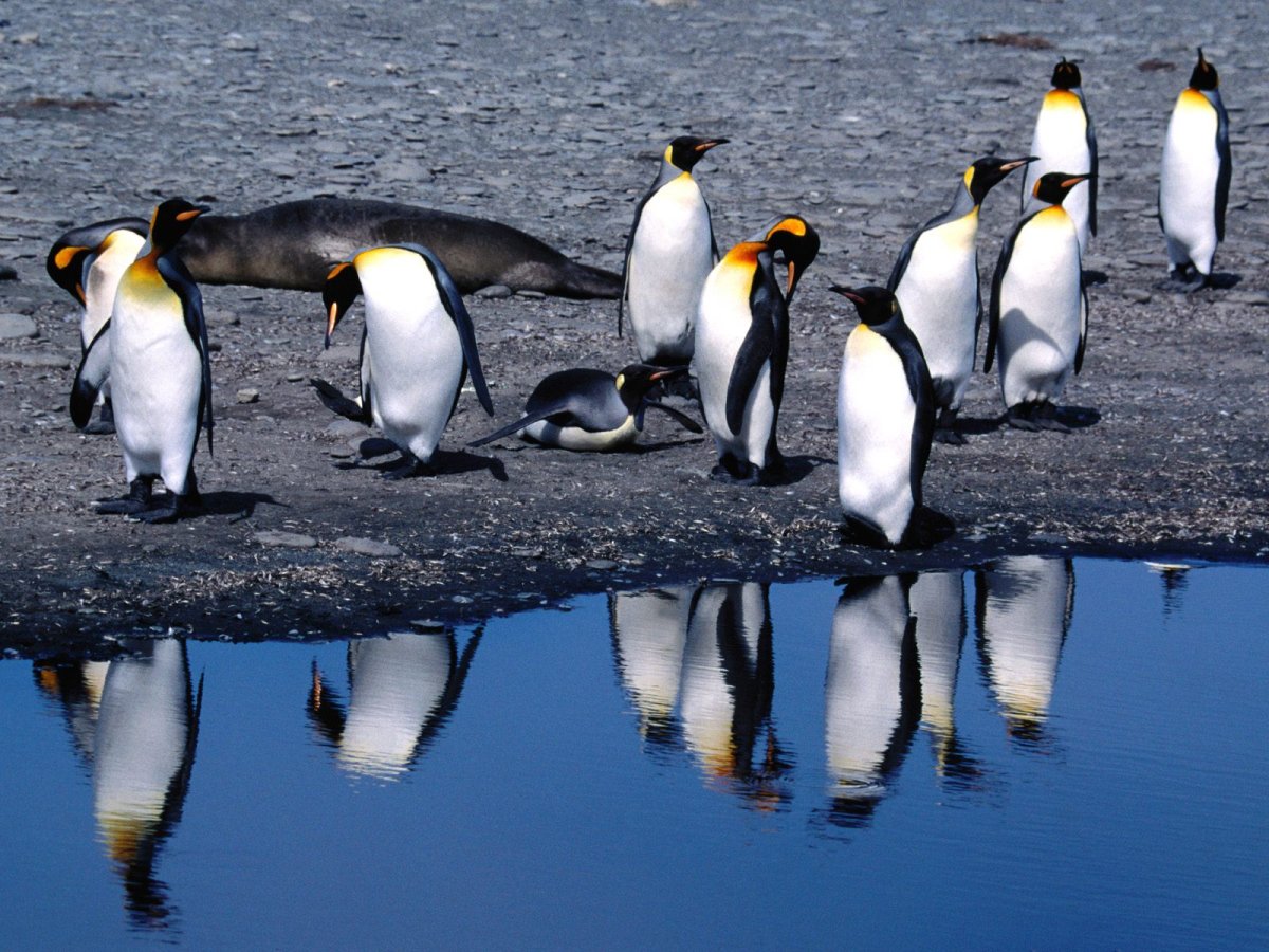 ФОТО: Виды пингвинов 10