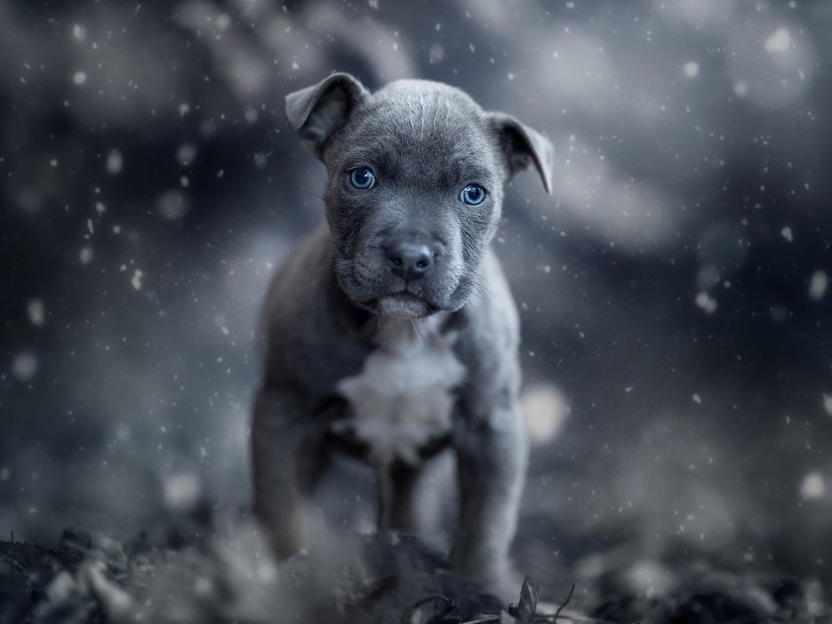Черная собака с голубыми глазами (ФОТО) 3