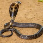 ФОТО: Очковая змея 15 тату