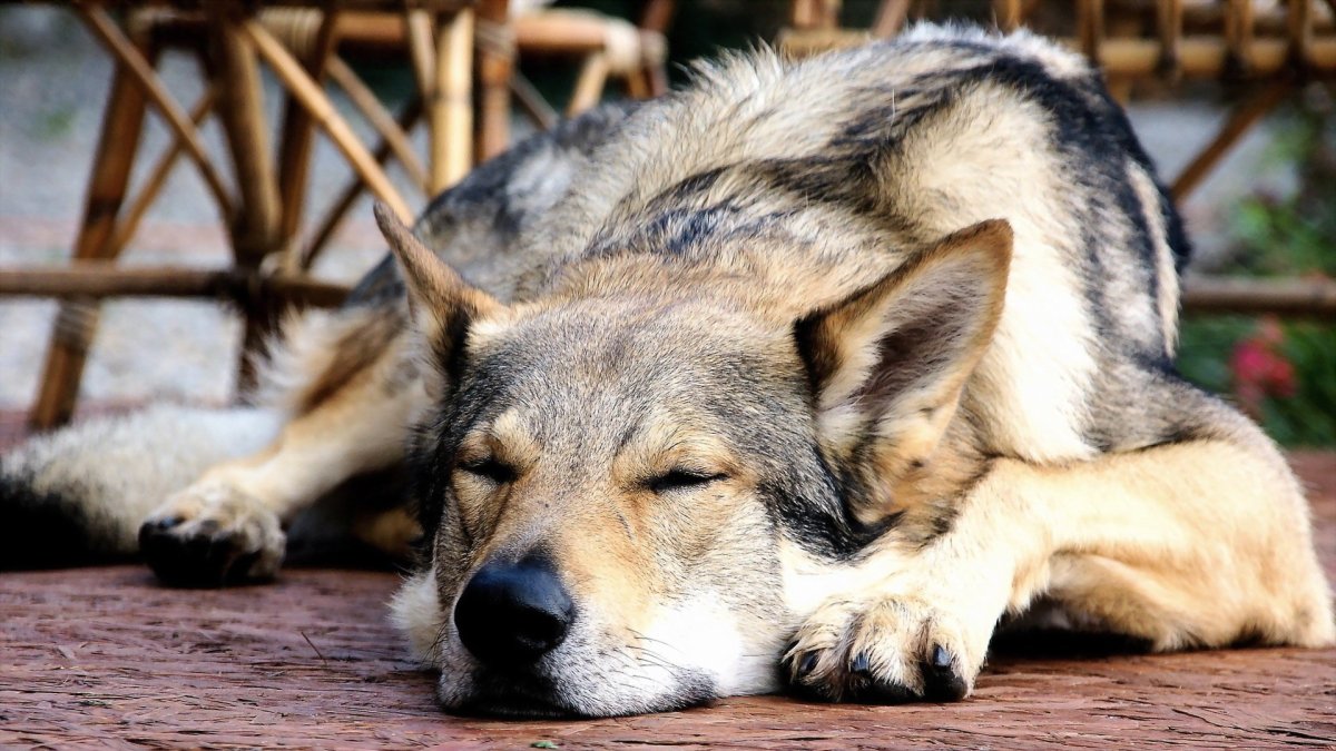 Итальянская волчья собака (ФОТО) 9
