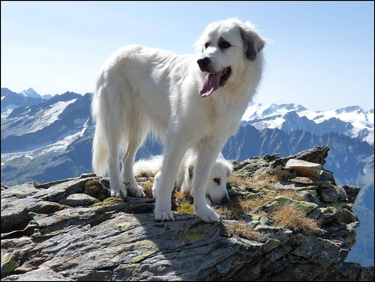 ФОТО: Пиренейская Горная собака 6