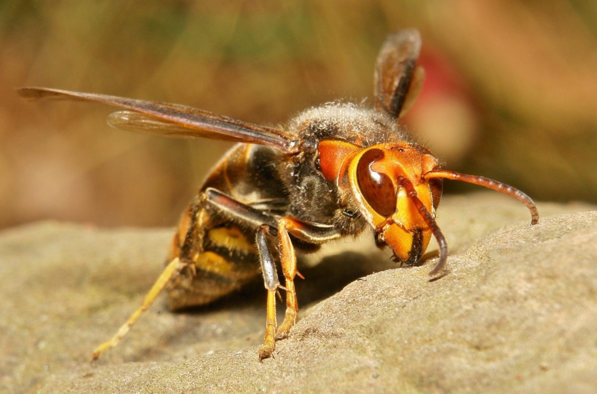 ФОТО: Самые опасные насекомые 5