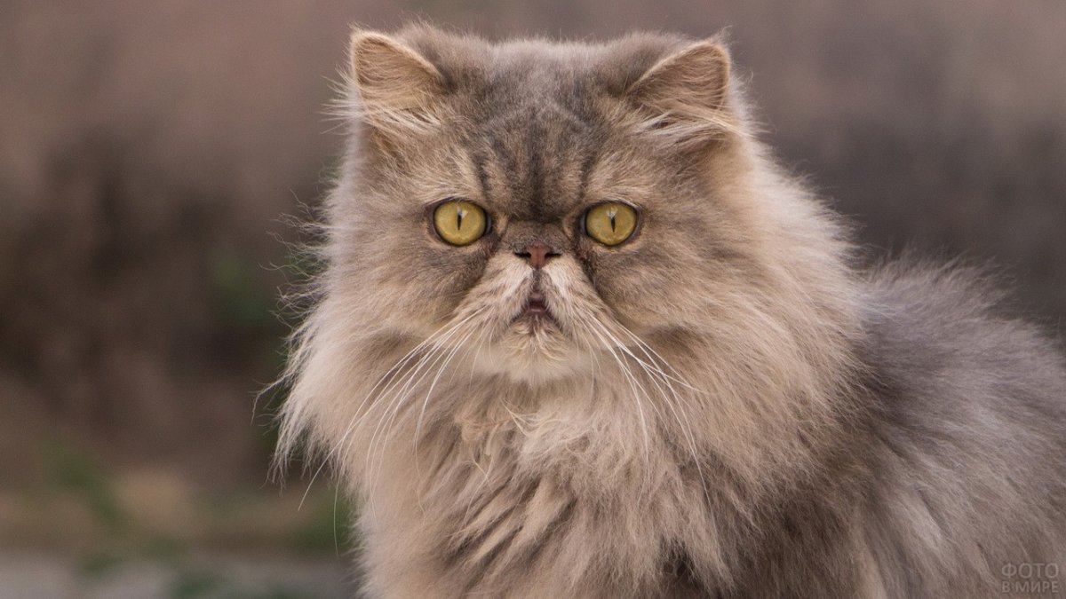 ФОТО: Персидский кот 5