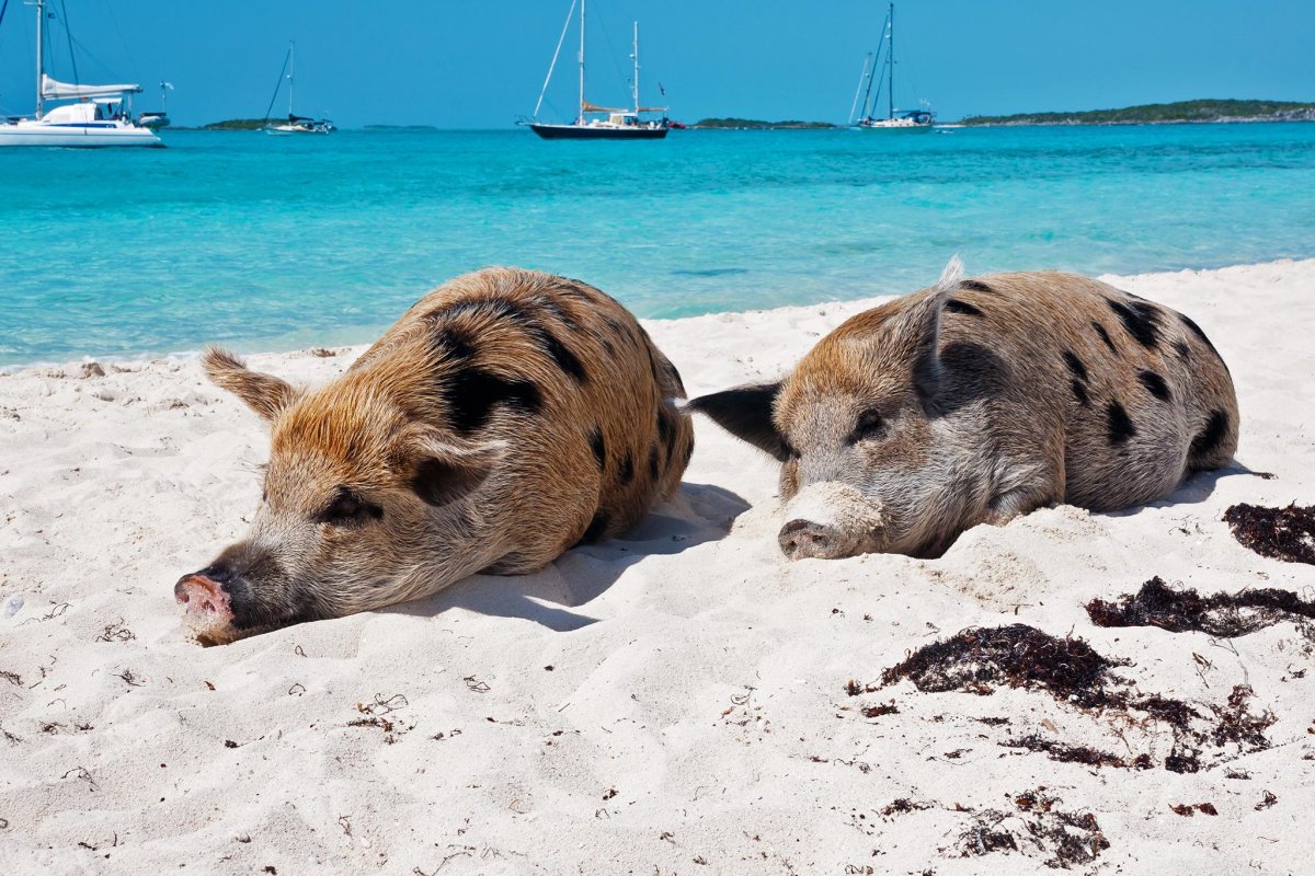 ФОТО: Свиньи на пляже Багамы 4