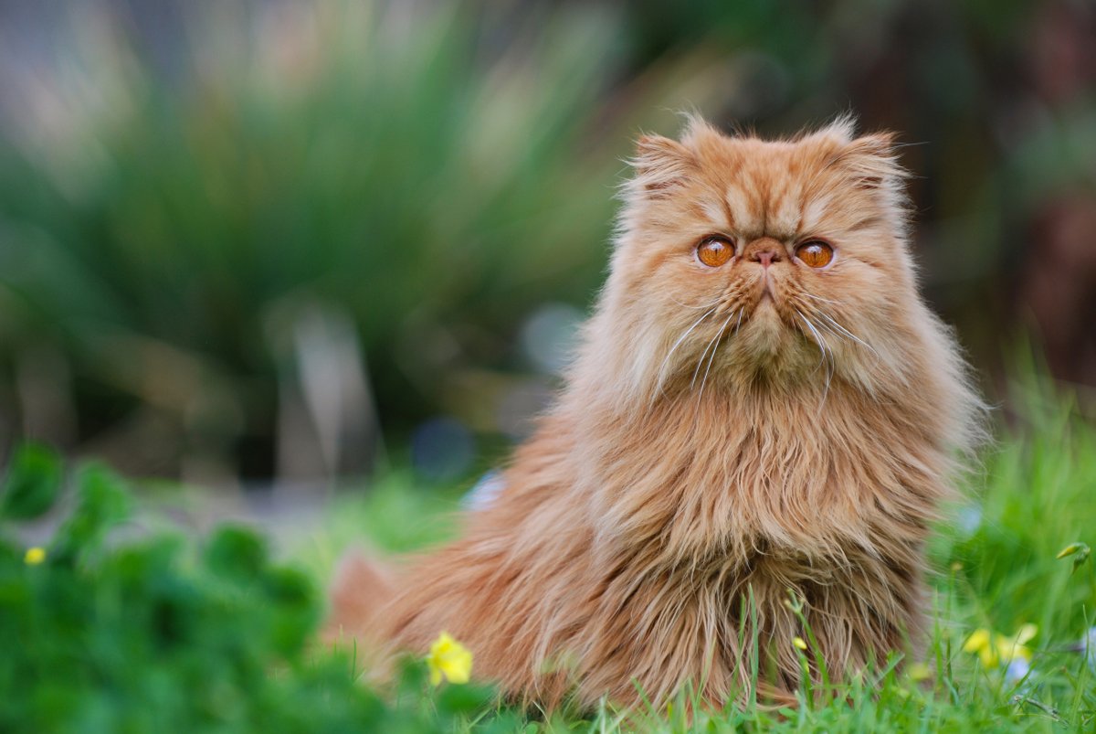ФОТО: Персидская кошка 3