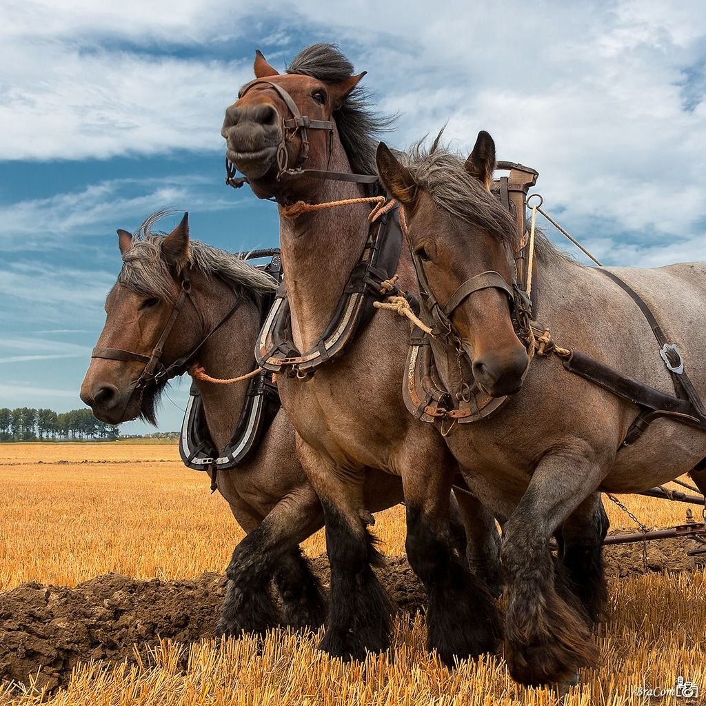 ФОТО: Голландская Ломовая лошадь 3