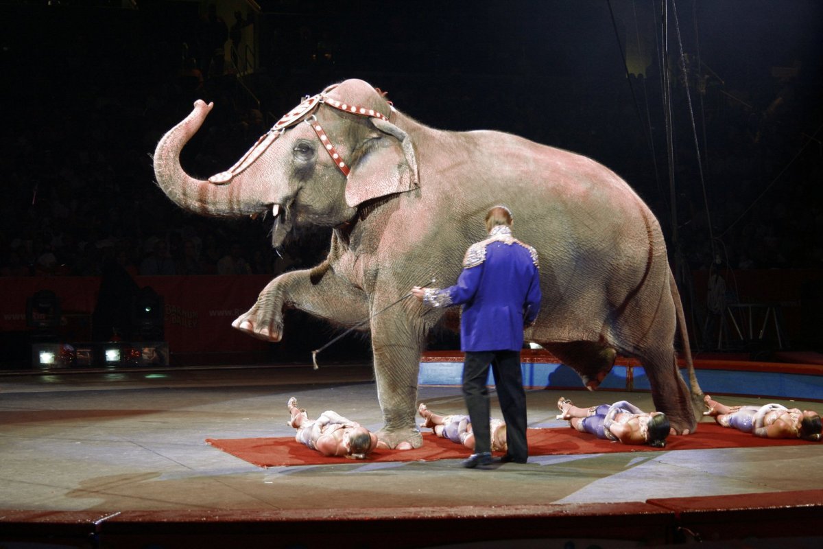 ФОТО: Слон в цирке 6