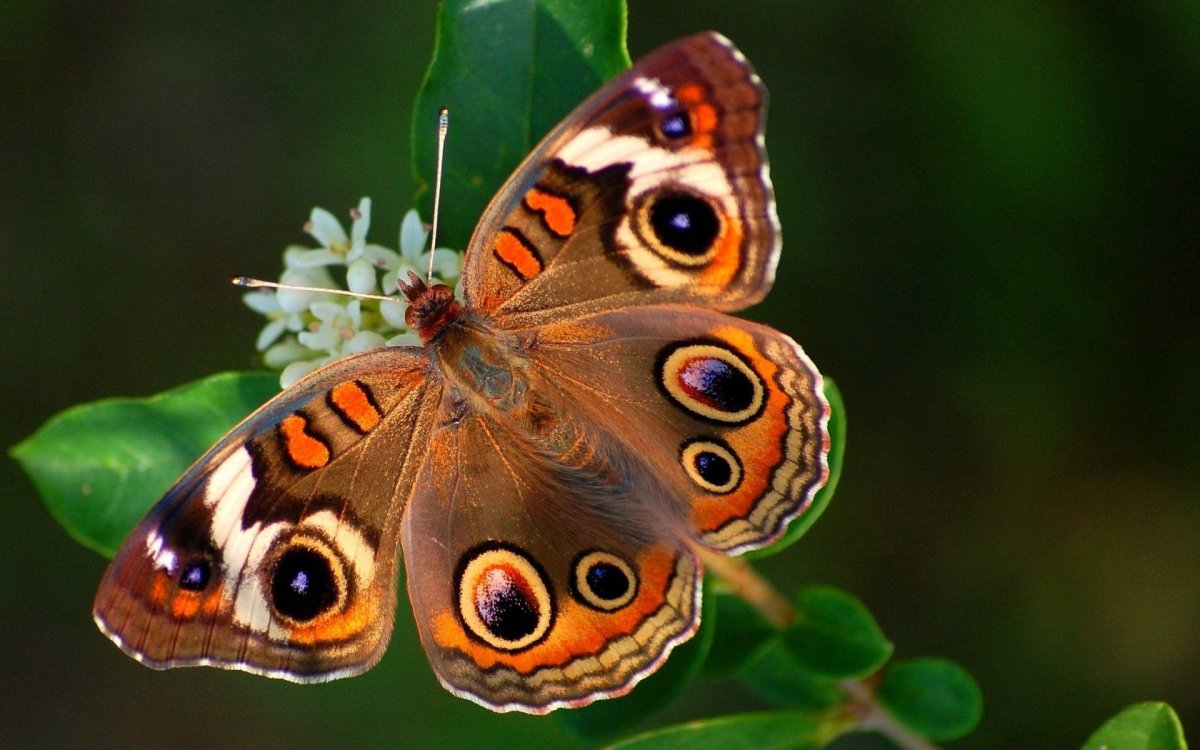 ФОТО: Живые бабочки 5