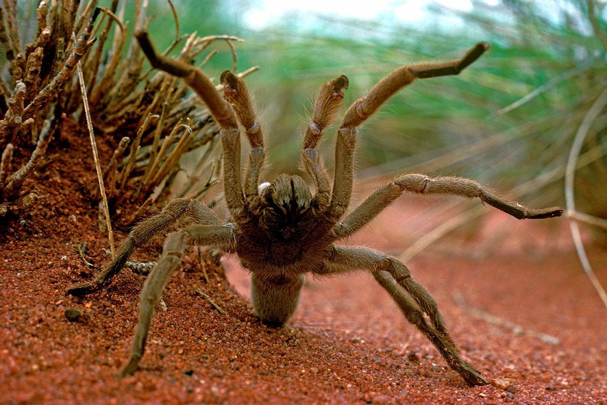 ФОТО: Самый большой паук в мире 3