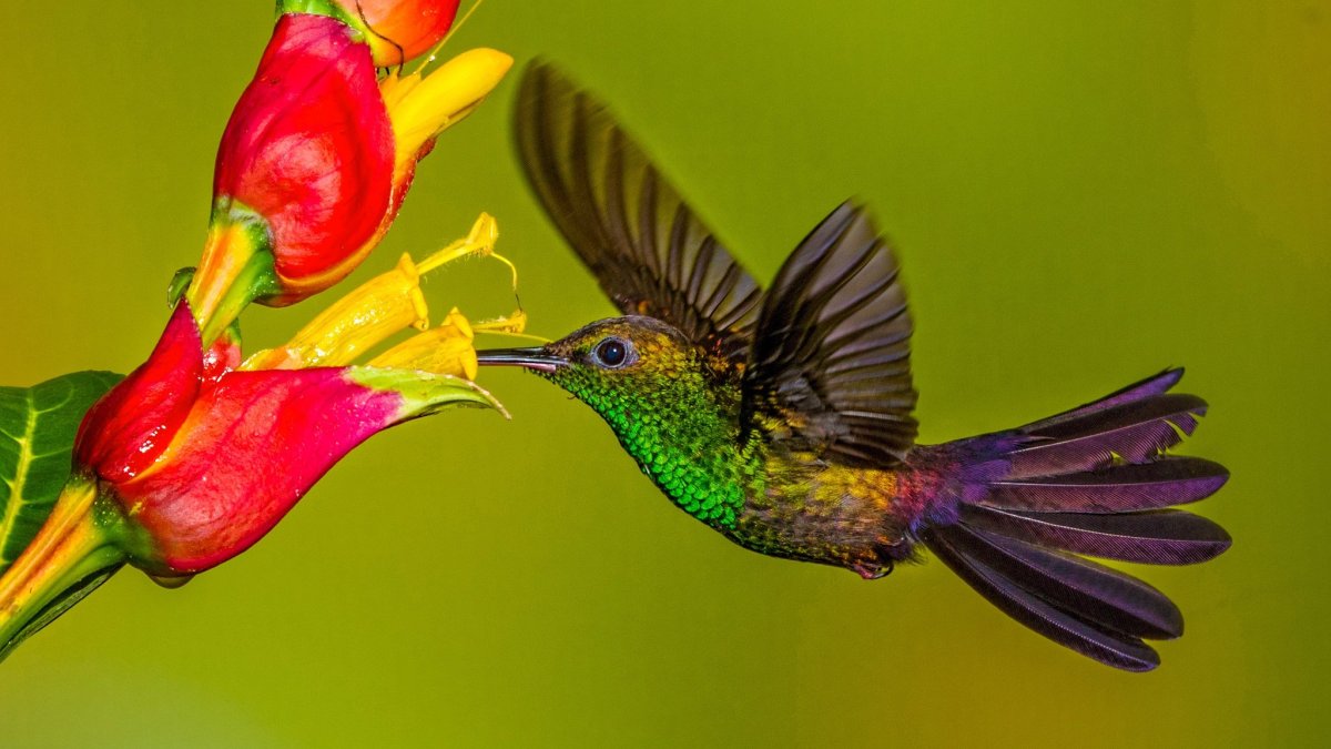 ФОТО: Райская птица цветок 9