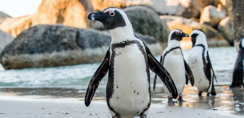 Очковый Пингвин — фотографии