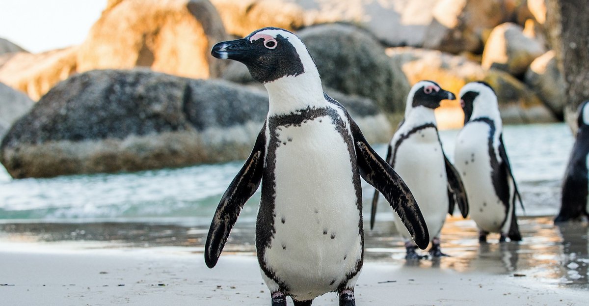 Очковый Пингвин - фотографии 1