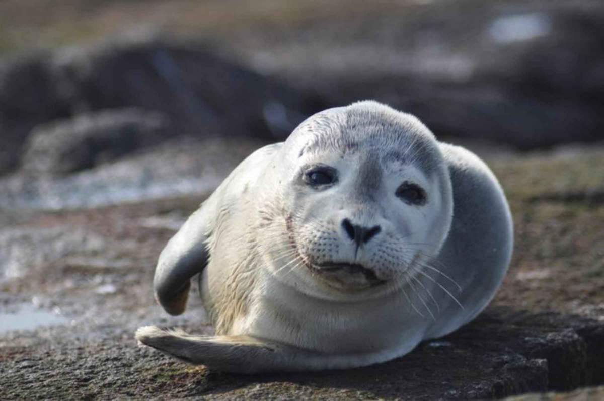 ФОТО: Морской котик и тюлень 9