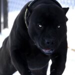 ФОТО: Самая сильная бойцовская собака 20