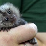 ФОТО: Самое маленькое животное в мире 6 Как засолить форель