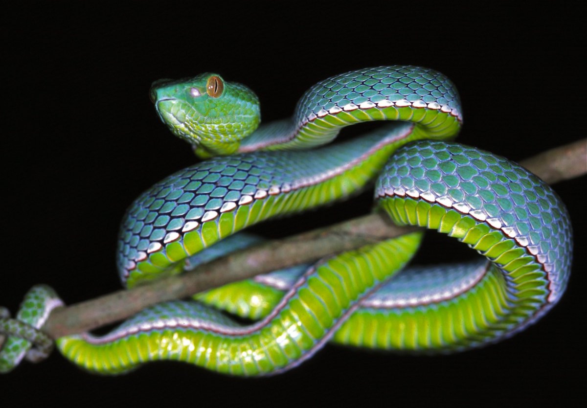 ФОТО: Самые ядовитые змеи в мире 10