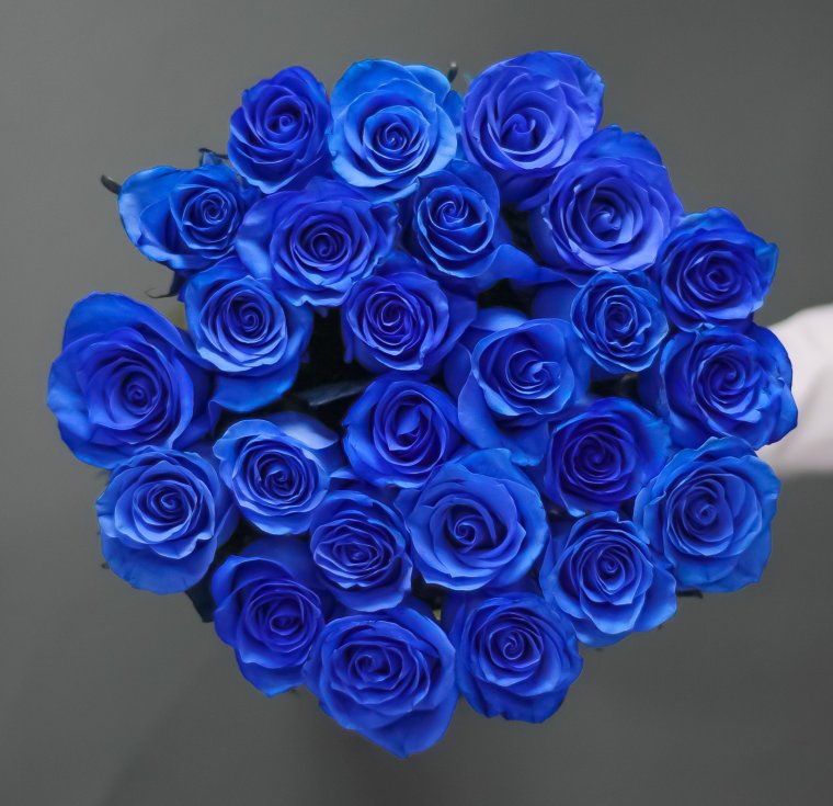 Роза синяя (30-40 см.)