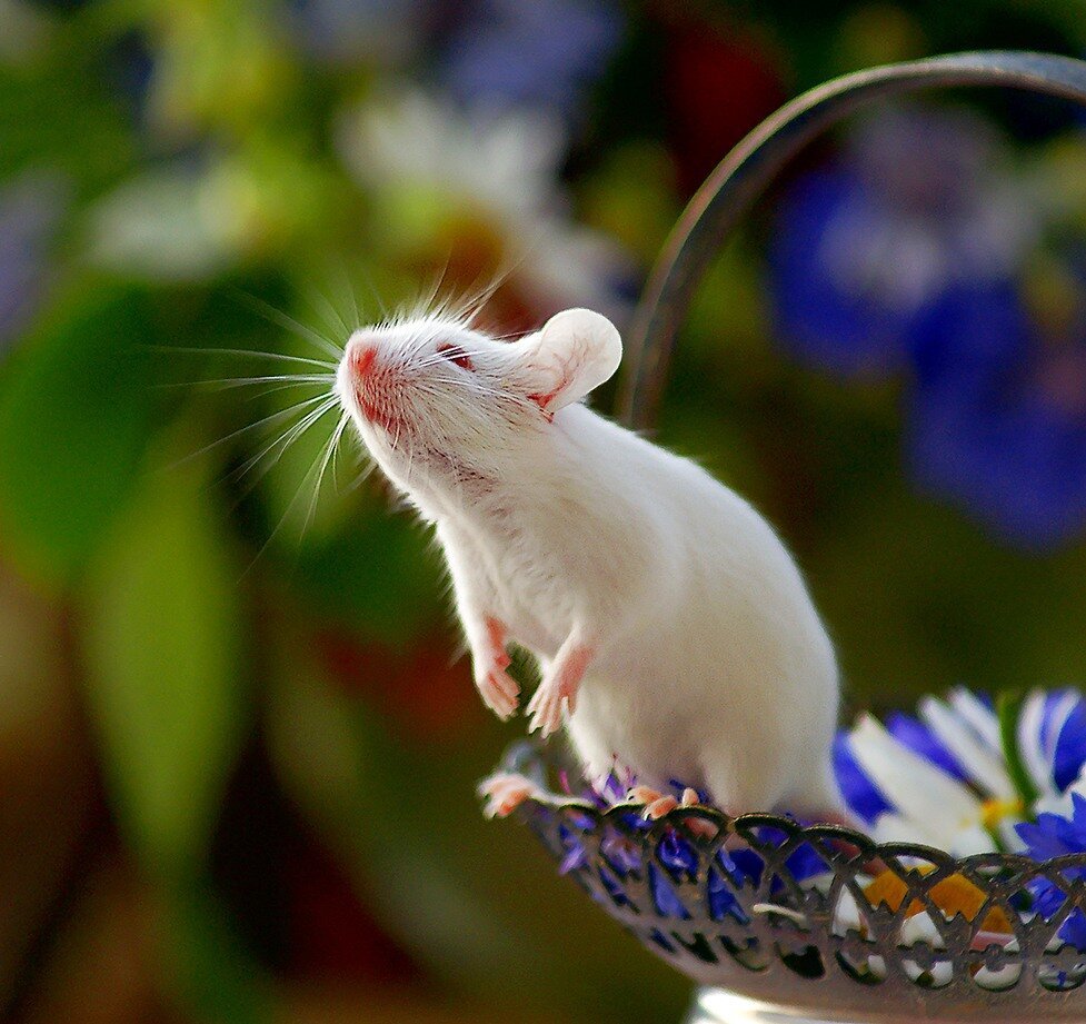 ФОТО: Милая крыса 8