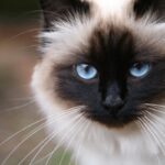 Бирманская кошка - подборка фотографий 5 Анастасия Квитко