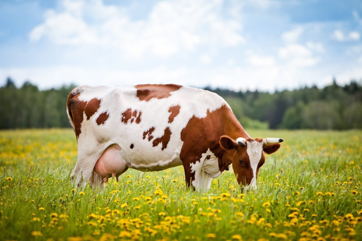 ФОТО: Дойная корова - кормилица 7