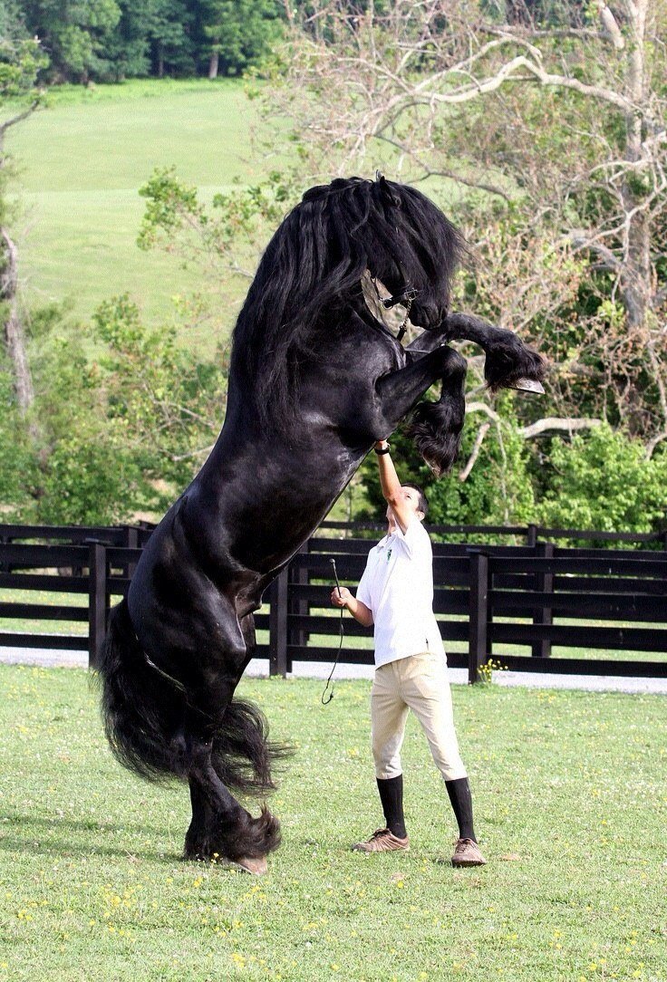 ФОТО: Самая большая лошадь 8