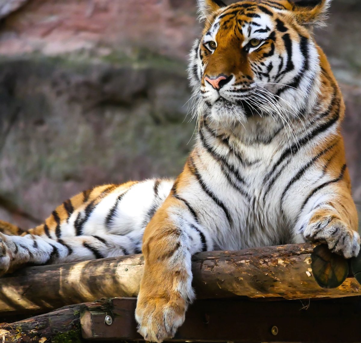 ФОТО: Мазандаранский тигр 9